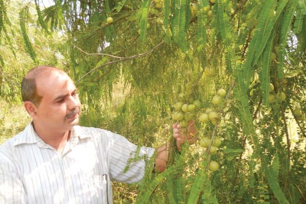 आंवला के पौधों में कीटरोग प्रबंधन