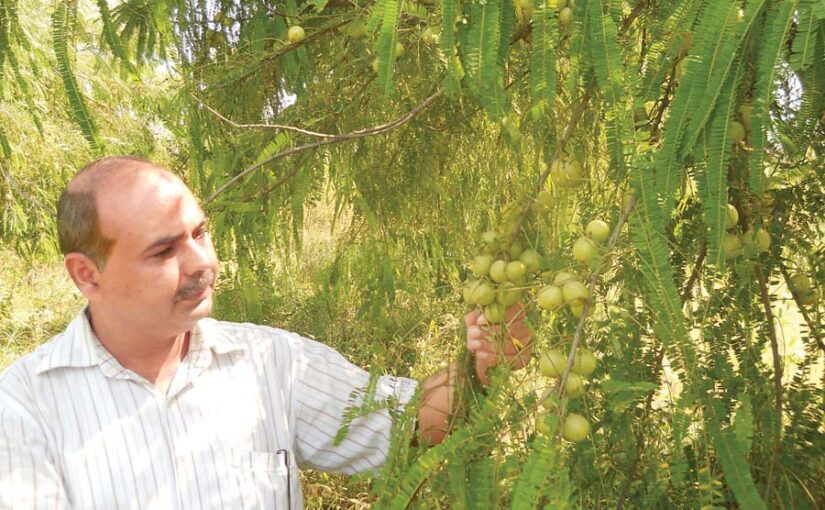 आंवला के पौधों में कीटरोग प्रबंधन