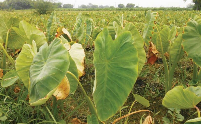 अरबी और बंडा की खेती