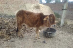 Animal Care