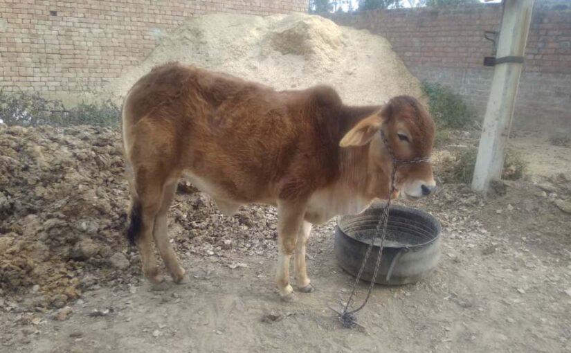 बछड़ों में दस्त