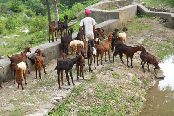 गरीबों की गाय है बकरी