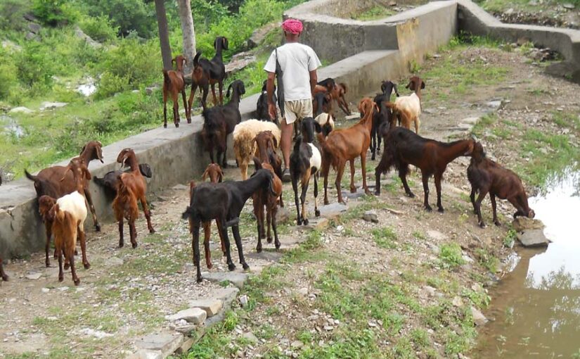 गरीबों की गाय है बकरी