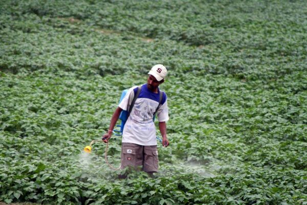 बोर्डो मिश्रण एक असरदार फफूंदनाशक