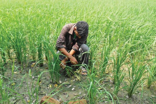 धान की फसल का रोगों एवं कीटों से बचाव जरूरी