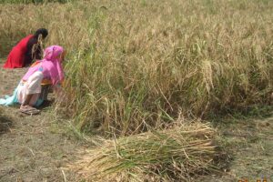 Farming