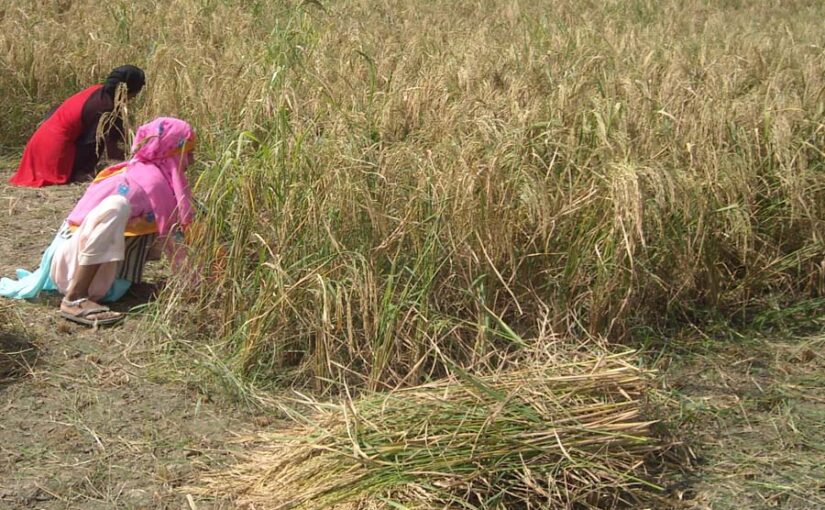 धान की कटाई और रखरखाव