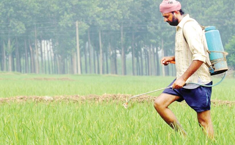 इस तरह कीजिए धान में खरपतवार प्रबंधन