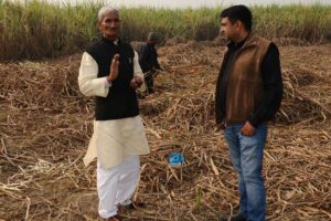 sugarcane