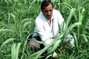 Sugarcane