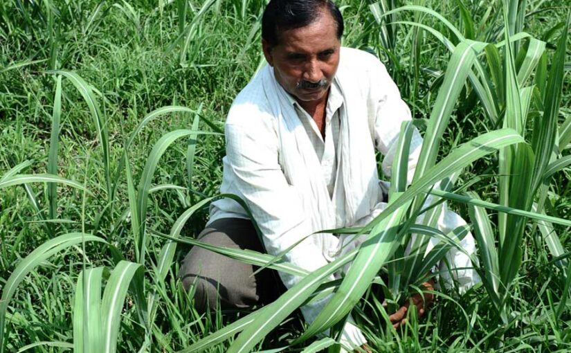 गन्ने की फसल में ऐसे करें देखभाल