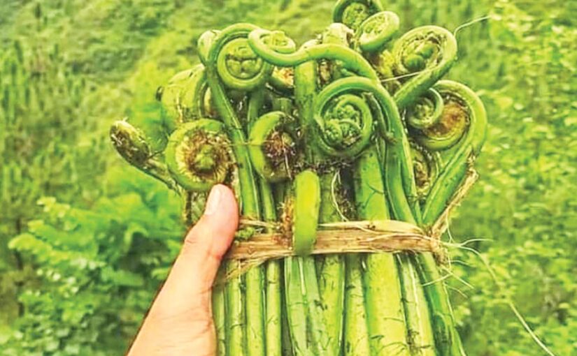 जंगली सब्जी कसरोड़
