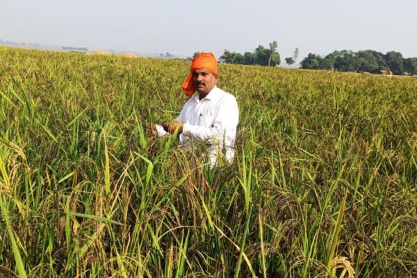 किसान श्रीधर पांडेय की पहल से काला नमक धान को मिली वैश्विक पहचान
