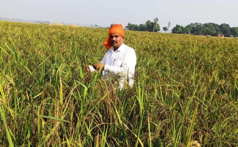 किसान श्रीधर पांडेय की पहल से काला नमक धान को मिली वैश्विक पहचान