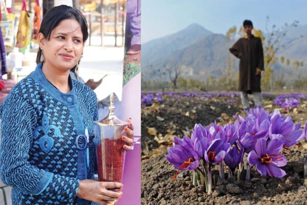 कश्मीर में  केसर की खेती