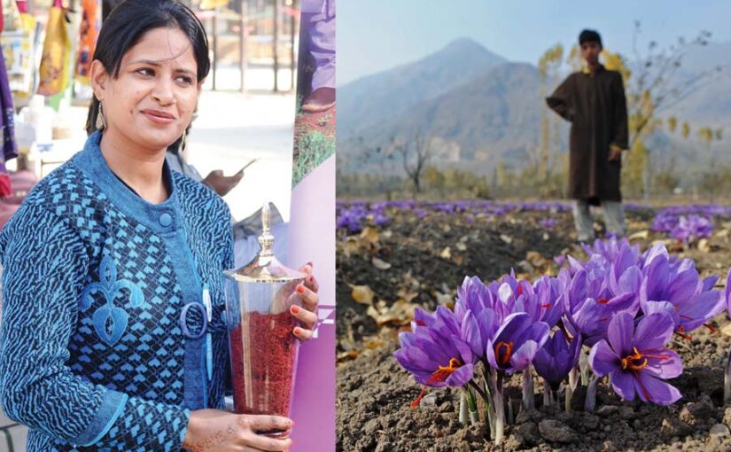 कश्मीर में  केसर की खेती
