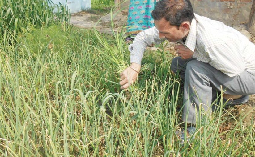 लहसुन की खेती में कीटरोग रोकथाम