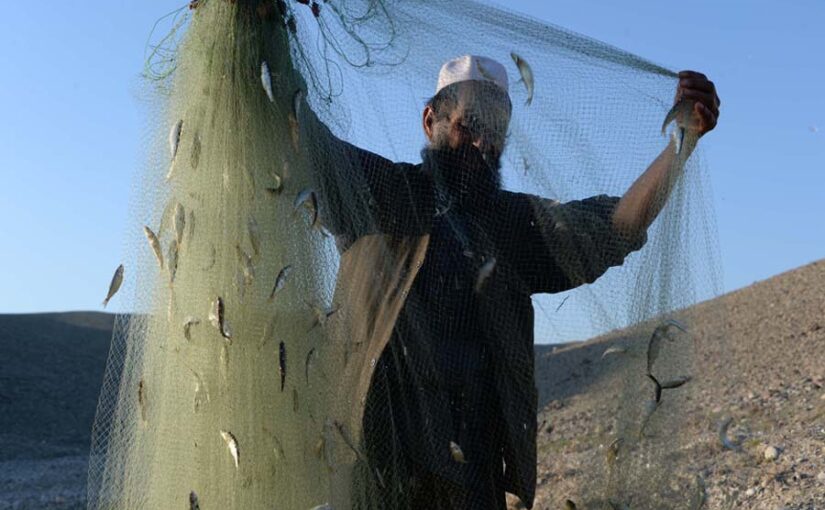 बनना है लखपति तो करें उन्नत प्रजातियों की मछली का पालन