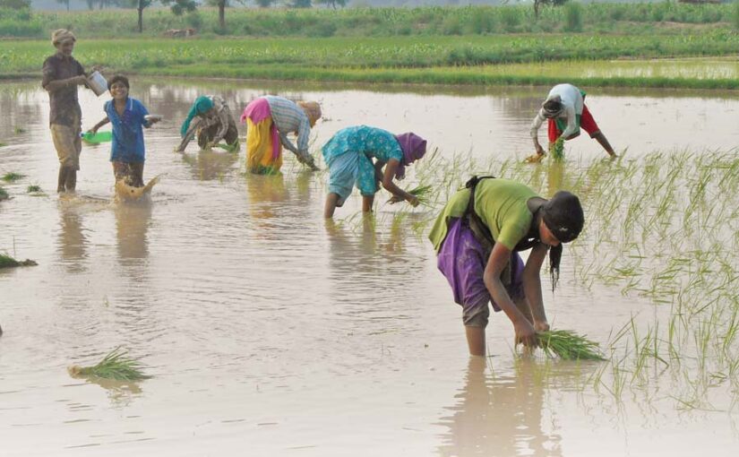 जुलाई महीने  के खेती से जुड़े जरूरी काम