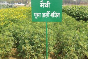 Fenugreek farm