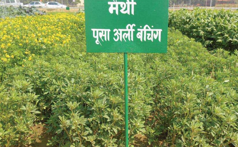 मेथी की खेती और बोआई यंत्र