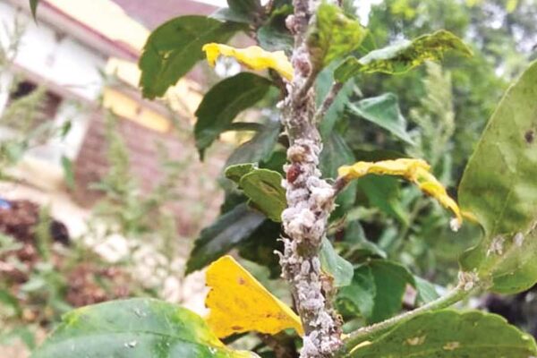 सर्वभक्षी कीट मिलीबग का प्रबंधन