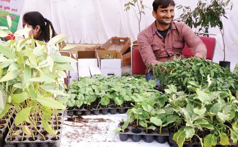 नर्सरी का मौडर्न तरीका प्लास्टिक ट्रे