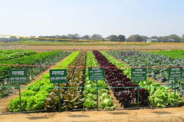 पत्तेदार सलाद की उन्नत खेती कैसे करें
