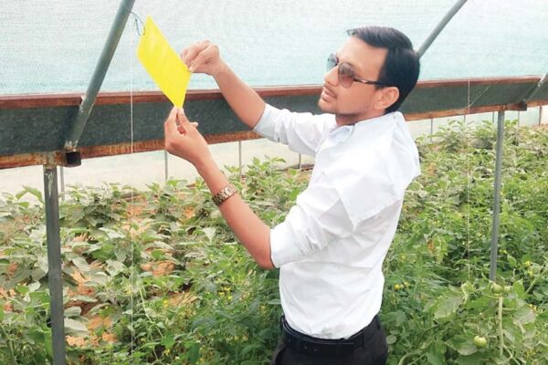 कीटों से सुरक्षा करे स्टिकी टै्रप