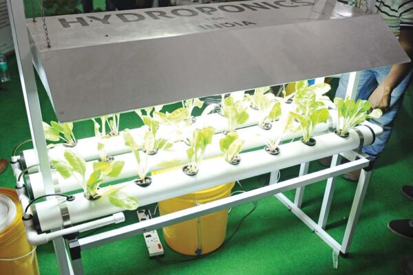 हो रही है वर्टिकल फार्मिंग