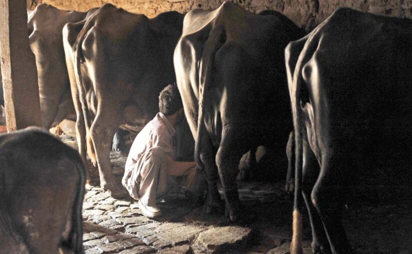 साफ तरीकों से करें दूध का उत्पादन