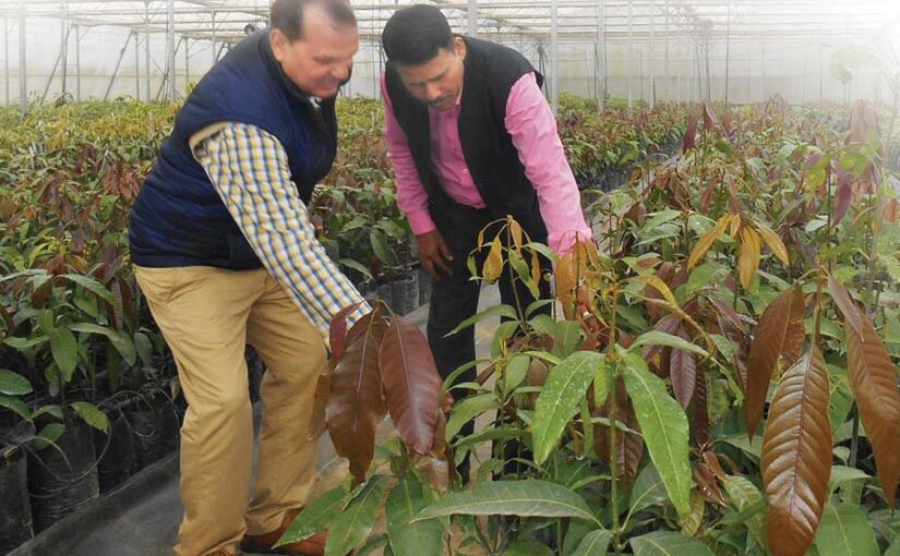 स्वस्थ नर्सरी भरपूर उत्पादन