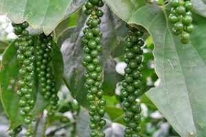 Black Pepper