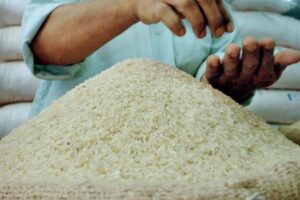 Rice