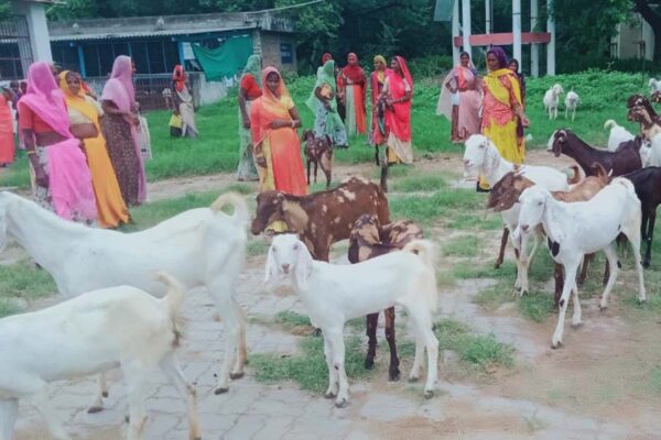 उन्नत बकरीपालन आदिवासी परिवारों के लिए लाभकारी व्यवसाय