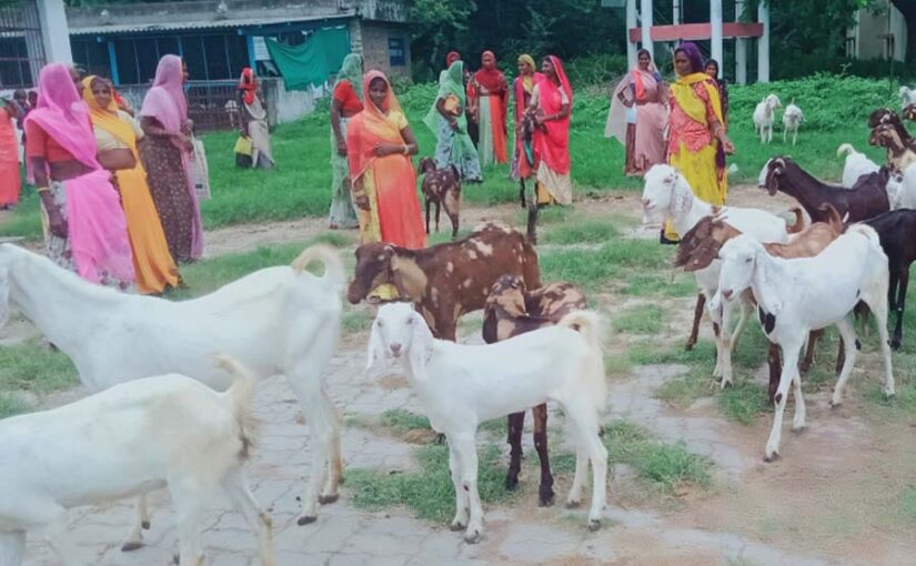 उन्नत बकरीपालन आदिवासी परिवारों के लिए लाभकारी व्यवसाय