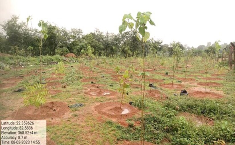 वनीकरण पर कोयला मंत्रालय का विशेष फोकस