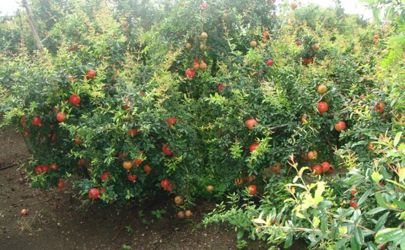 हवाई मार्ग से अमेरिका को ताजा अनार