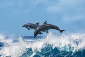 Dolphins