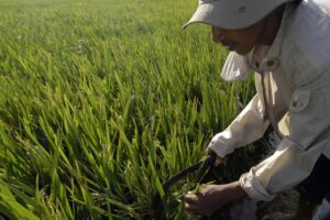 Farming