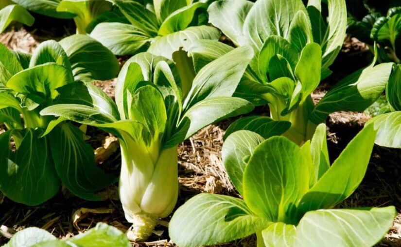 पाकचोई की उन्नत खेती