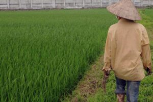 Farming