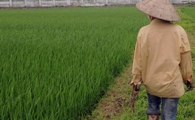 धान की फसल : प्रमुख रोग और उन का प्रबंधन