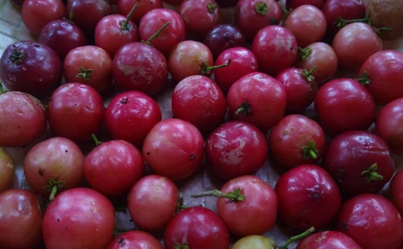 औषधीय गुणों से भरपूर दुर्लभ पौध पनियाला