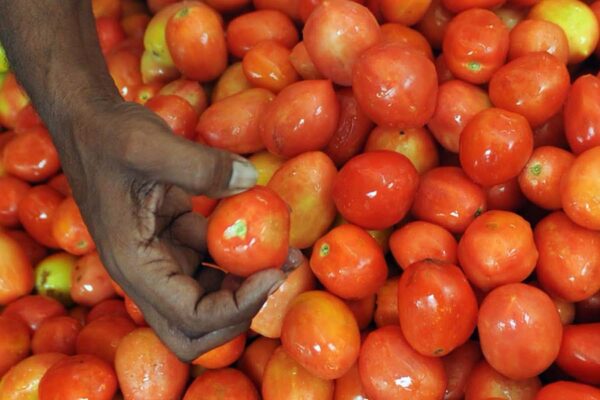 15अगस्त से 50 रुपये प्रति किलोग्राम टमाटर