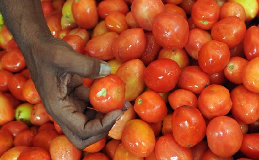 15अगस्त से 50 रुपये प्रति किलोग्राम टमाटर