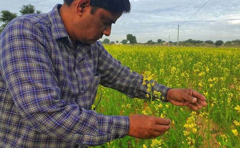 तोरिया की बोआई का सही समय मध्य सितंबर