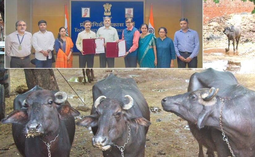 पशु आहार में क्रांति