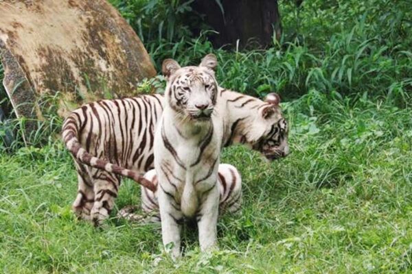 सीता के जुड़वां शावकों का पहला जन्मदिन