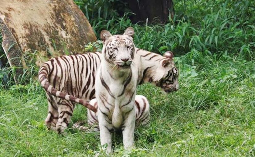 सीता के जुड़वां शावकों का पहला जन्मदिन